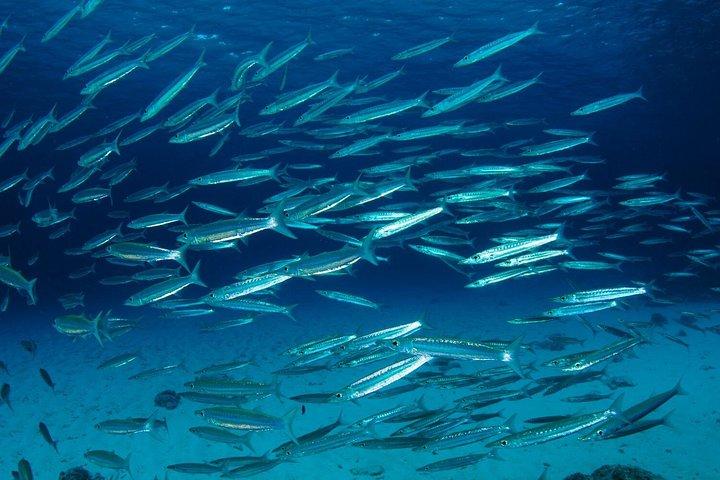 2-Day Similans Scuba Diving from Phuket