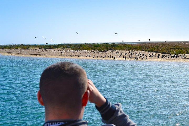 From Faro: Ria Formosa Eco Tour guided by Marine Biologist