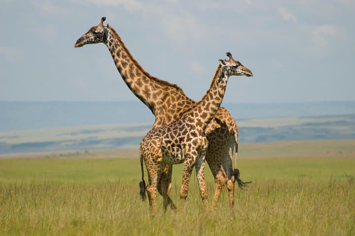 3-Day Masai Mara Flying Luxury Lodge Private Safari