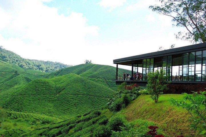 Cameron Highlands Full-Day Nature Tour