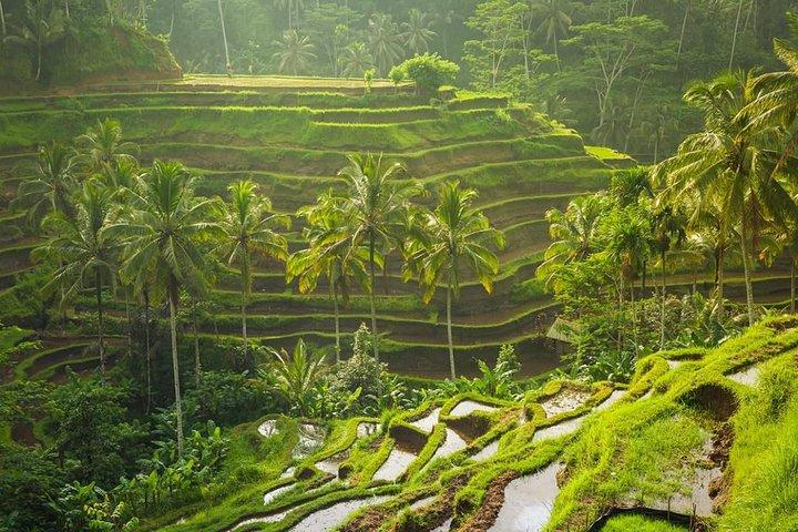 Bali Tribal Private Tour - Experience the best of Ubud, Bali