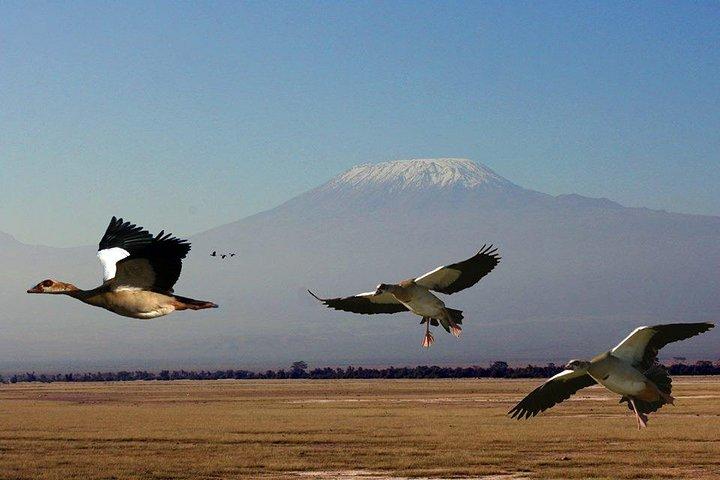 3-Day Amboseli National Park - Group Joining Safari