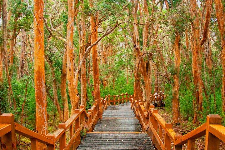 Bariloche Victoria Island and Arrayanes Forest