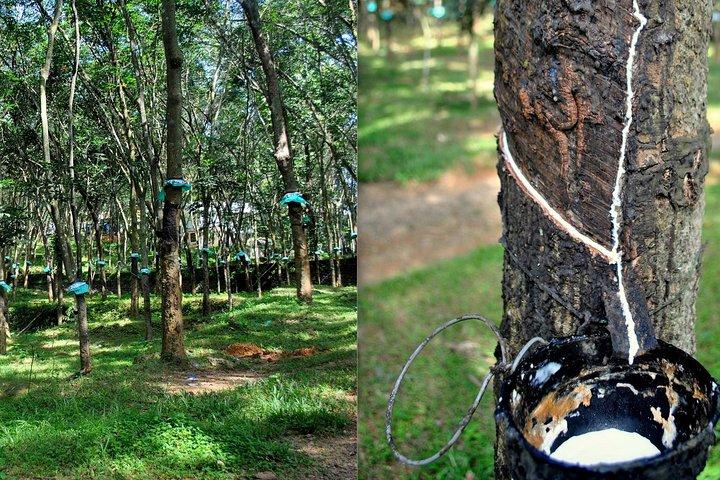 Hikkaduwa Day Tour By Tuk Tuk to Rubber, Cinnamon Plantation ,