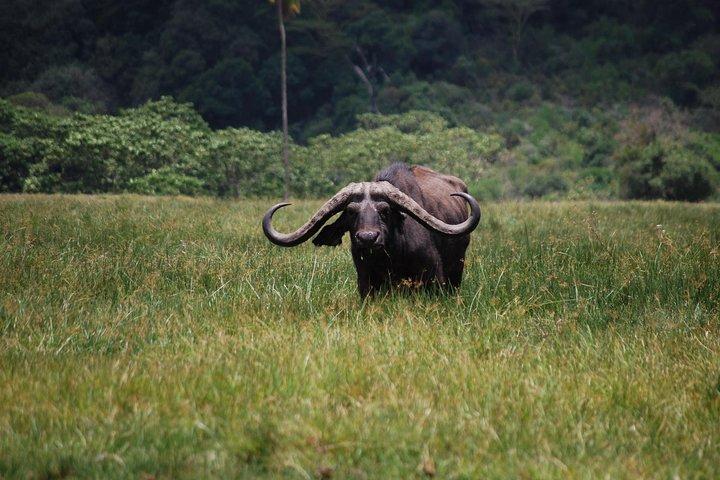 Day Tour Safari Arusha National Park