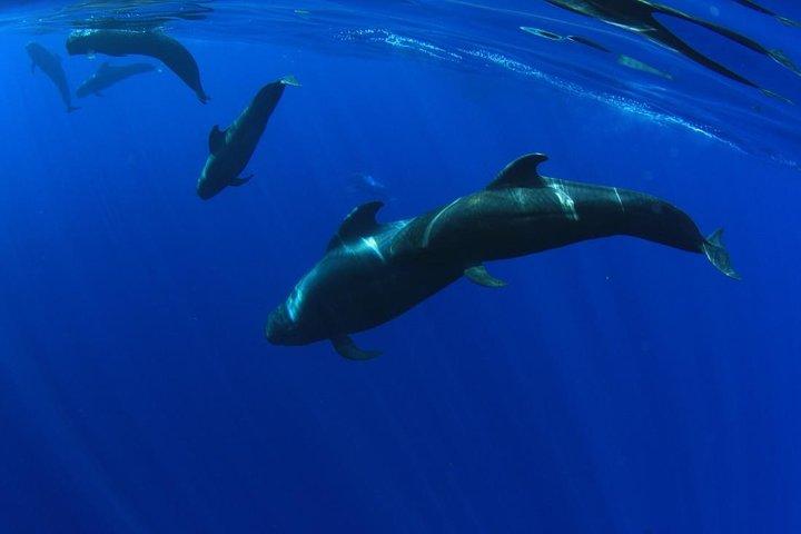 3-hour Whale and Dolphin Watching and Listening Tour