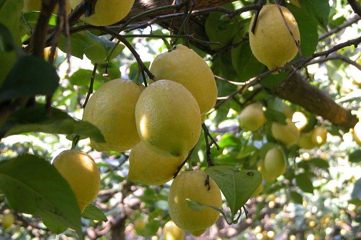 Sorrento Farm and Food Experience including Olive Oil, Limoncello, Wine tasting