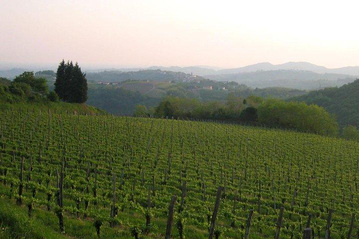 Collio: Cividale Del Friuli and Wine Tastings from Trieste