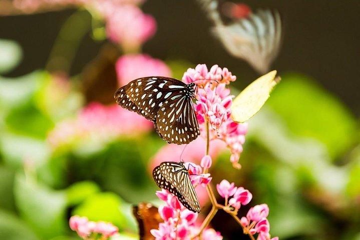 Kuala Lumpur Garden, Park and Museum Tour with Lunch