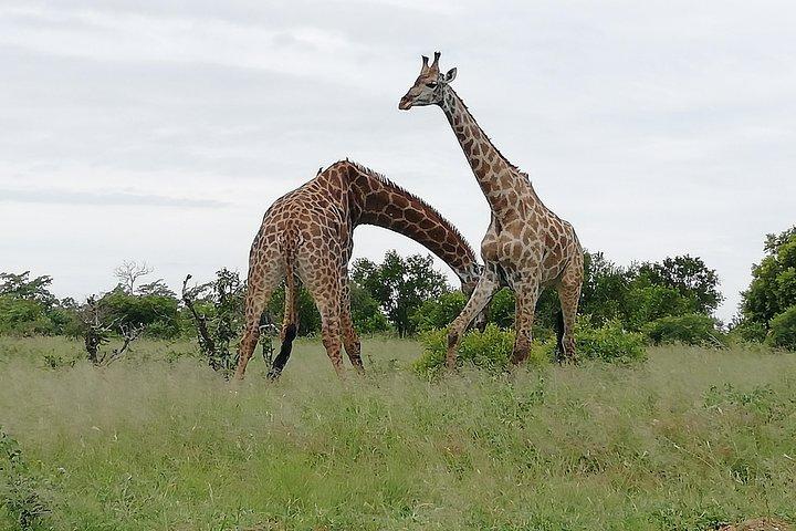 Full-Day Pilanesberg National Park from Johannesburg and Pretoria