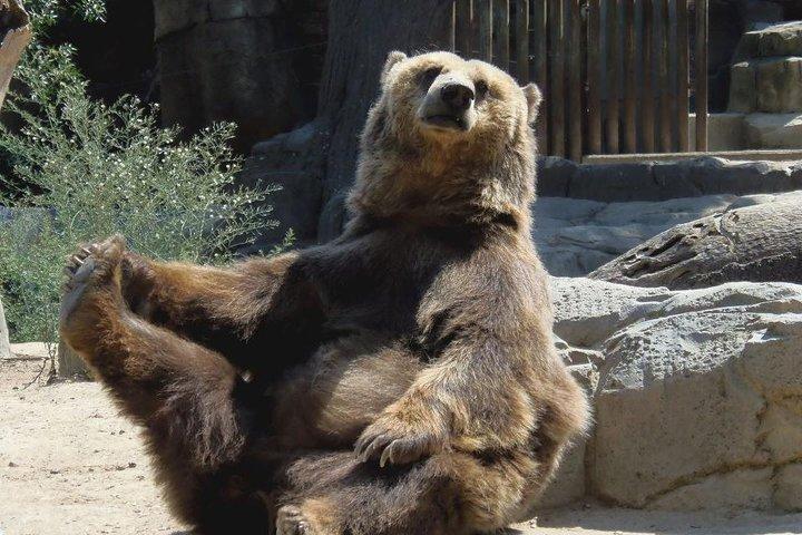 Bears Sanctuary, Dracula's Castle, Brasov Day Trip Private Tour from Bucharest