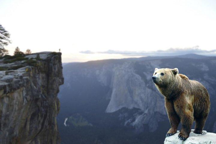 Bears Sanctuary, Dracula's Castle, Brasov Day Trip Private Tour from Bucharest