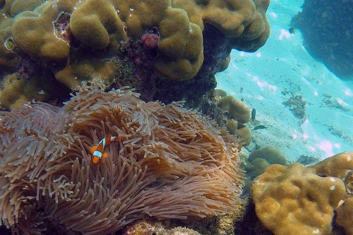 Island Cruise from Phuket to Phi Phi Islands with Maya Bay Visit
