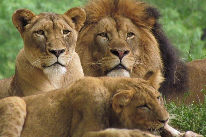9-Days Best of Kenya & Tanzania Safari on 4x4 Land Cruiser Jeep