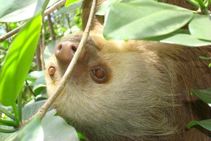 Sloths Lovers Tour. Puerto Limon Shore Excursion