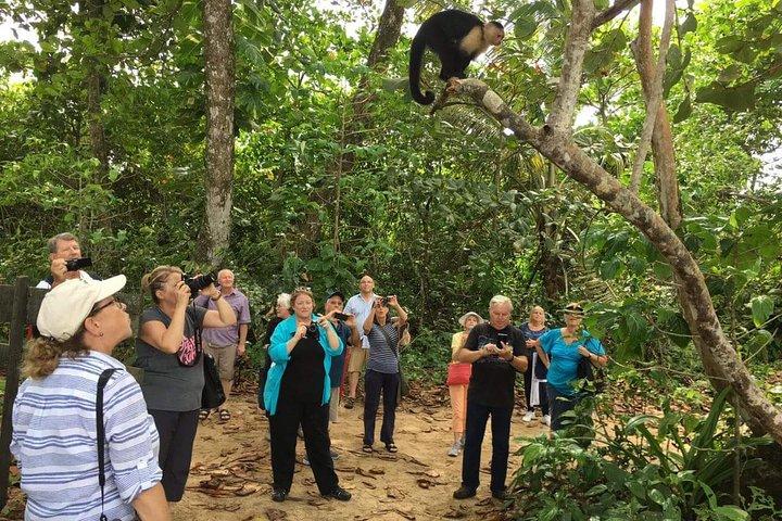 Sloths Lovers Tour. Puerto Limon Shore Excursion