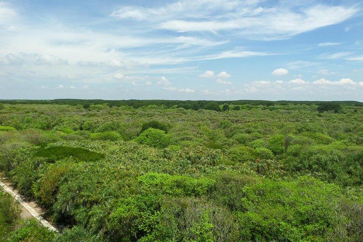 Can Gio Mangrove Eco And Wildlife Discovery Tour