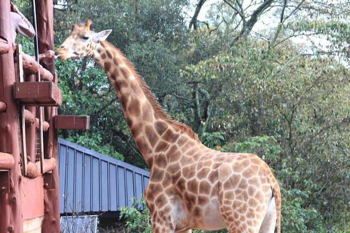 Giraffe center breathtaking Tour