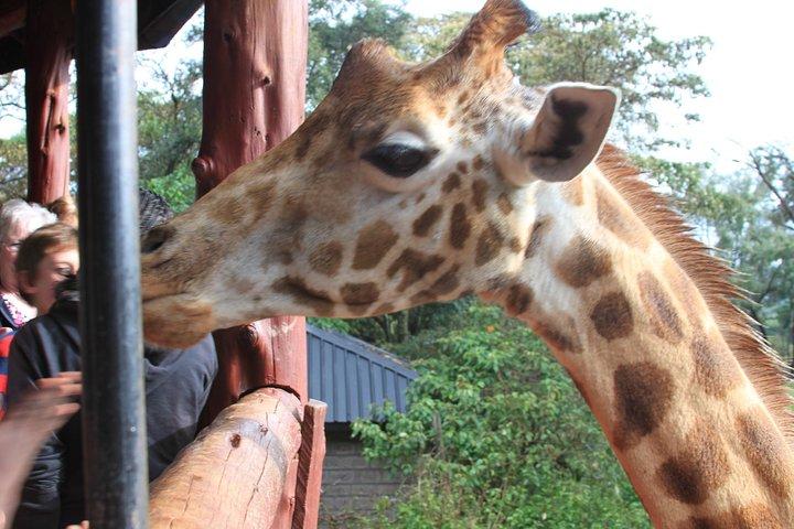 Giraffe center breathtaking Tour