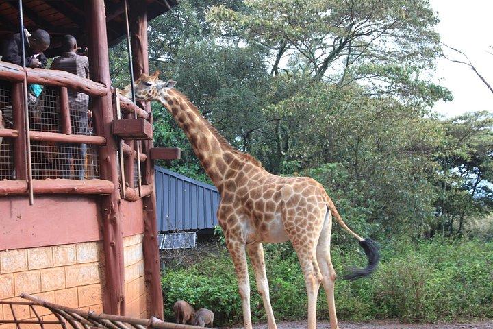 Giraffe center breathtaking Tour