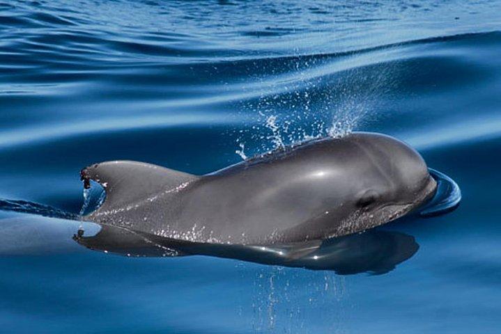 Whale and Dolphin Watching Sailing Boat with Drinks, Snacks and Swimming Time