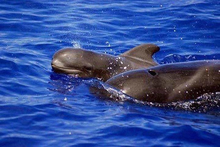 Whale and Dolphin Watching Sailing Boat with Drinks, Snacks and Swimming Time