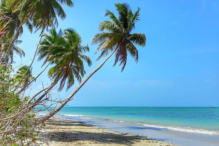 North Beach Praia do Forte and Guarajuba Tour