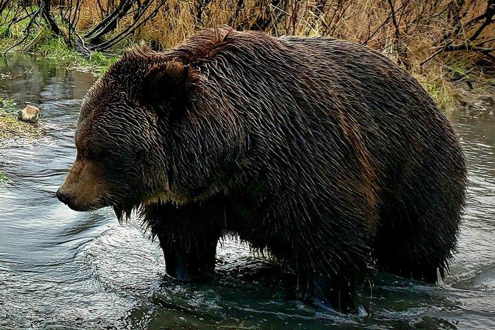Summer - Wilderness, Wildlife, Glacier Experience from Anchorage
