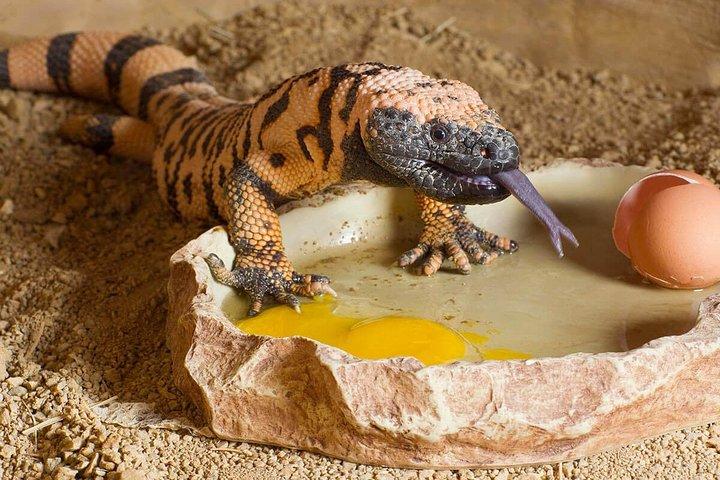 Skip the Line: Springs Preserve in Las Vegas Admission Ticket