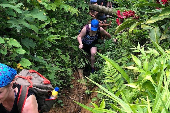 El Yunque Rainforest Tour from Fajardo