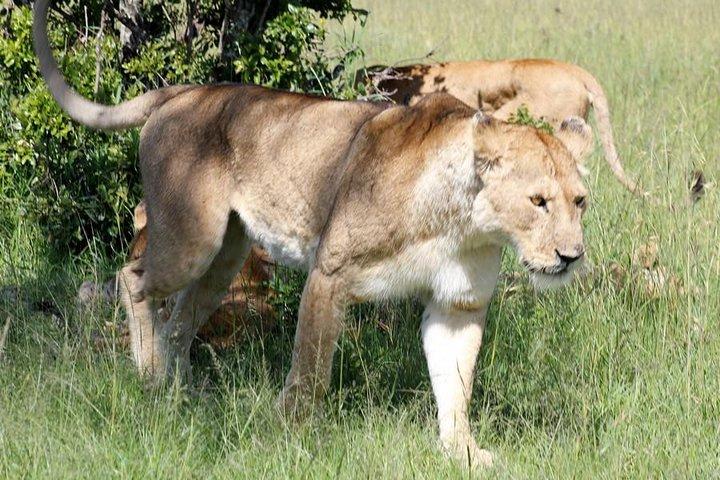 3 Days(2 nights) Tsavo East Tour & Saltlick (Cost based on minimum 2 persons)