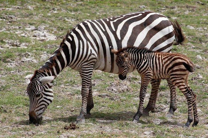3 Days(2 nights) Tsavo East Tour & Saltlick (Cost based on minimum 2 persons)
