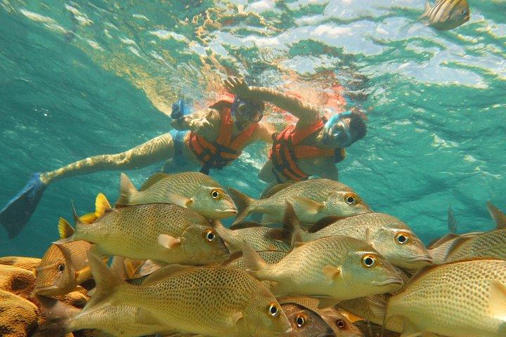 Sea Turtle Snorkeling Ecofriendly Tour from Cancun & Riviera Maya