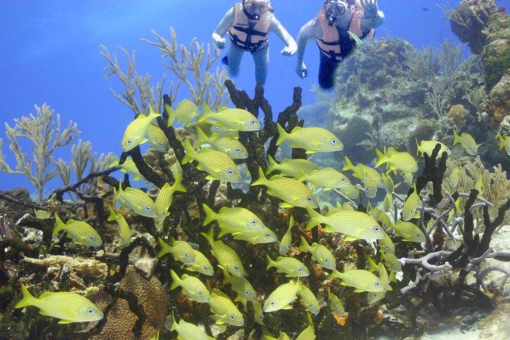 Sea Turtle Snorkeling Ecofriendly Tour from Cancun & Riviera Maya