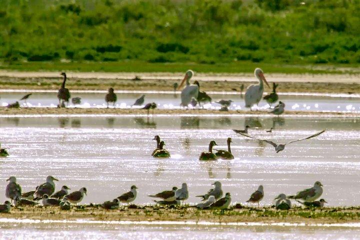 Great Salt Lake Guided Bus Tour from Salt Lake City