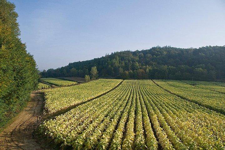 Rome - Castelli Romani Private Wine Tasting