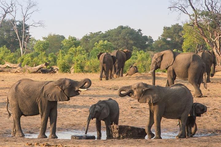 Chobe National Park Full Day Safari + boat cruise(Botswana)