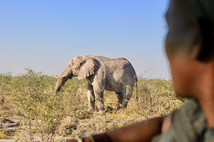 6-Day Dunes and Wildlife Accommodated Safari from Windhoek