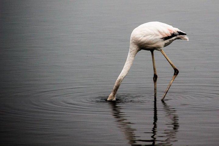 4-Day Etosha And Swakopmund Accommodated Adventure from Windhoek