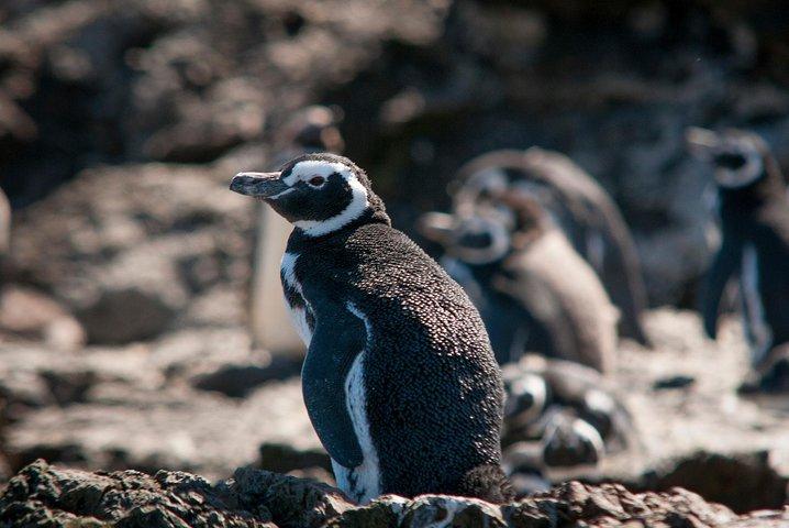 Puerto Montt: Full day Chiloe Island visiting Penguins in Puñihuil