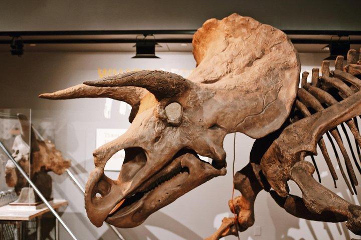 Smithsonian Museum of Natural History Small Group Tour: 8ppl Max