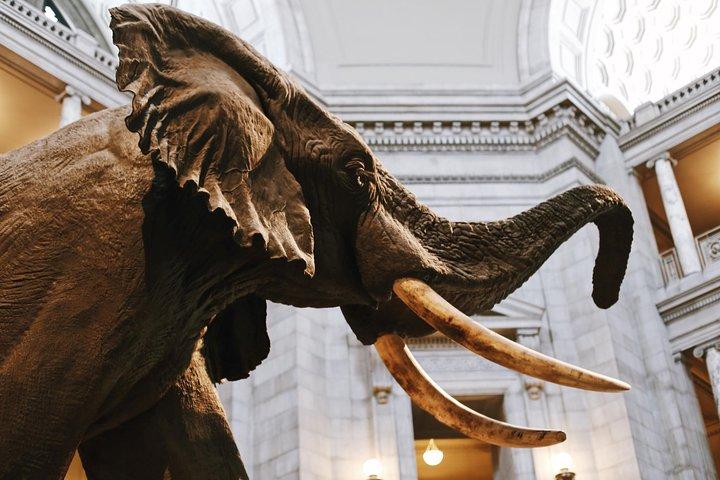 Smithsonian Museum of Natural History Small Group Tour: 8ppl Max