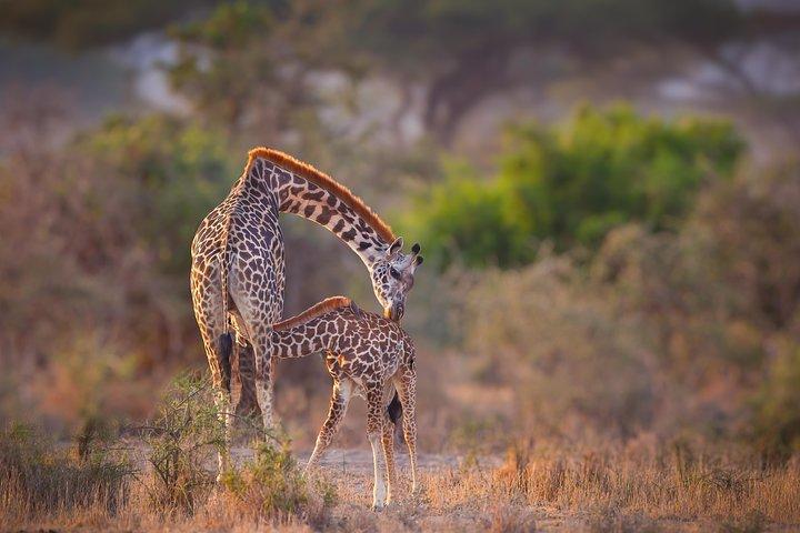 Tanzania Enticing Explorations - 6 Days
