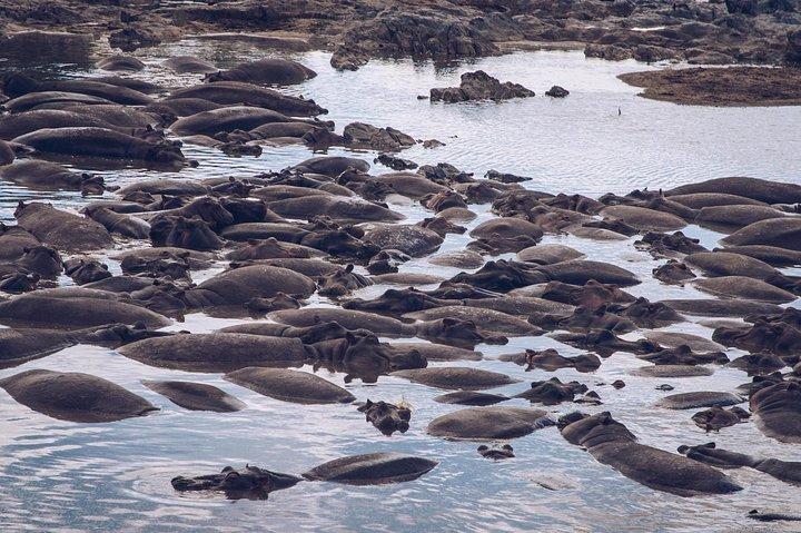 Tanzania Wildlife Encounters - 6 Days