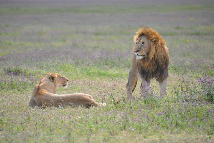 Tanzania Wildlife Encounters - 6 Days
