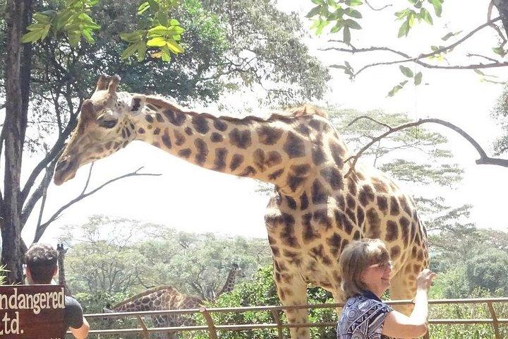 Giraffe center breathtaking Tour