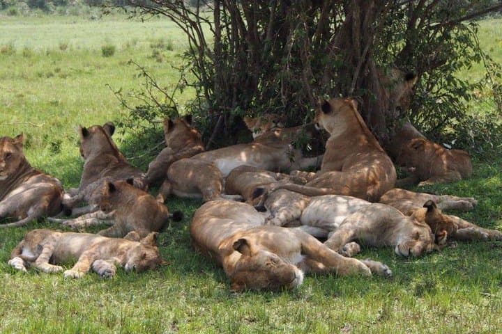3-Day Masai Mara Flying Luxury Lodge Private Safari