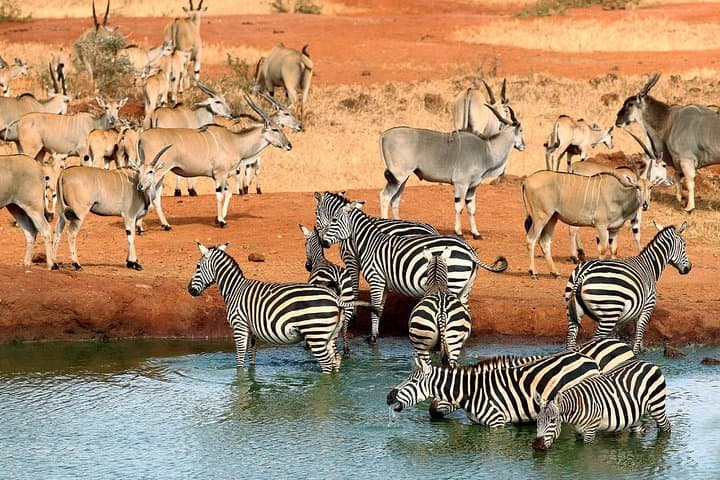 3 Days Samburu Wildlife Luxury Safari on 4x4 Land Cruiser Jeep