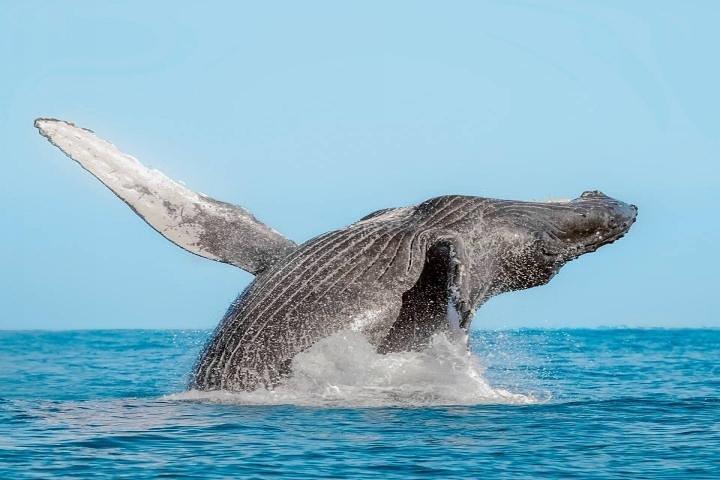 Whale Watching on 2-Level Boat with Breakfast and Drinks Included