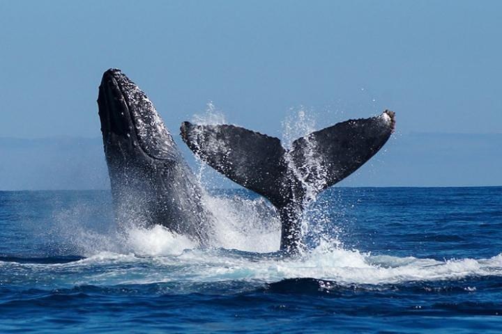 Whale Watching on 2-Level Boat with Breakfast and Drinks Included
